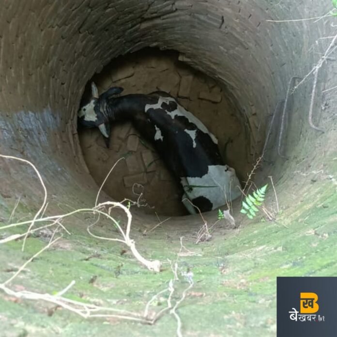 बहादुरगढ़ के जंगल में 50 फिट गहरे कुए से निकालकर बचाई गौवंश की जान...