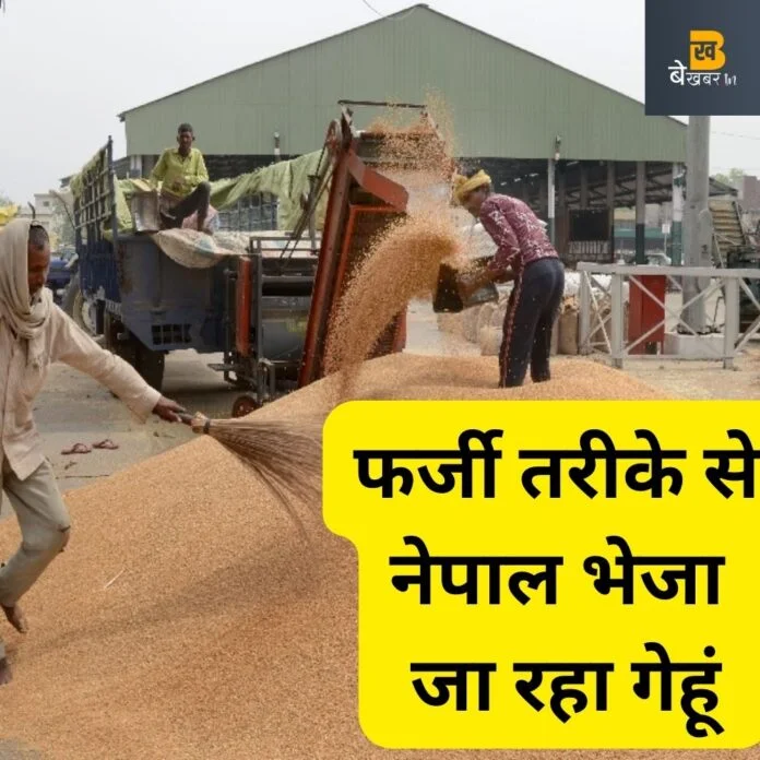 Wheat sent to Nepal: फर्जी तरीके से नेपाल भेजा गेहूं, महराजगंज में बड़े फर्जीवाड़े का खुलासा...
