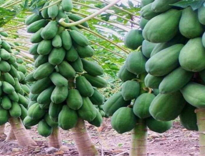 Papaya Farming