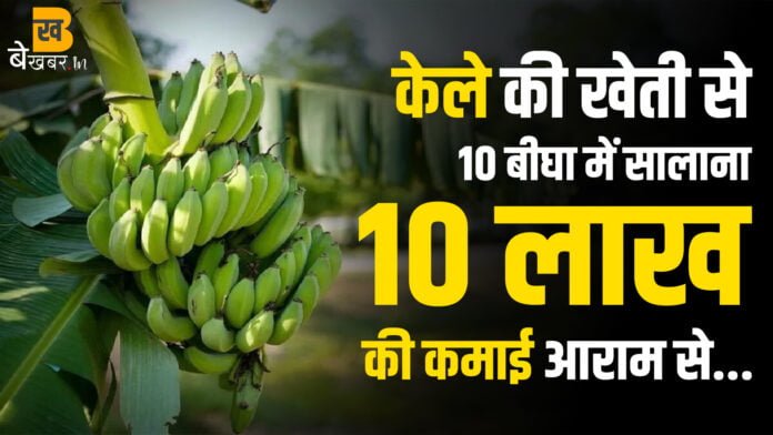 Kele ki Kheti: केले की खेती का पूरा गणित आसान भाषा में समझिए। किसान ने सब-कुछ खुल कर बताया। BekhabarIN