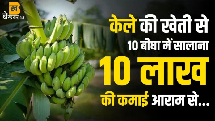 Kele ki Kheti: केले की खेती का पूरा गणित आसान भाषा में समझिए। किसान ने सब-कुछ खुल कर बताया। BekhabarIN