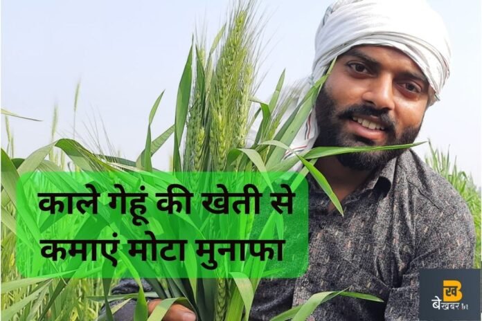 Black Wheat: काले गेहूं की खेती से किसान कमा रहे मोटा मुनाफा, जानिए अमीर लोग क्यों खाते हैं इसकी रोटी ?
