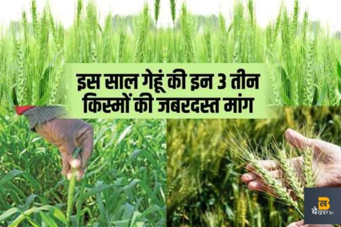 Top Wheat Variety: गेहूं की इन टॉप किस्मों से होगी बम्पर पैदावार, पूरी जानकारी पढ़ने के लिए क्लिक करें