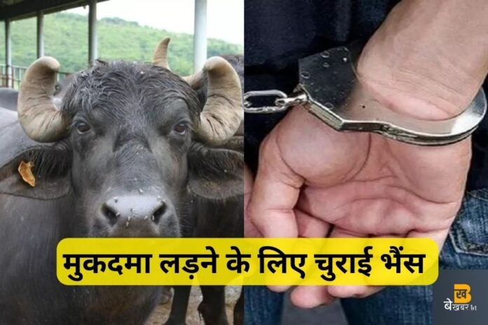 Hapur: मुकदमा लड़ने के लिए थी पैसों की जरूरत, तो सड़क पर बंधी भैंस कर ली चोरी