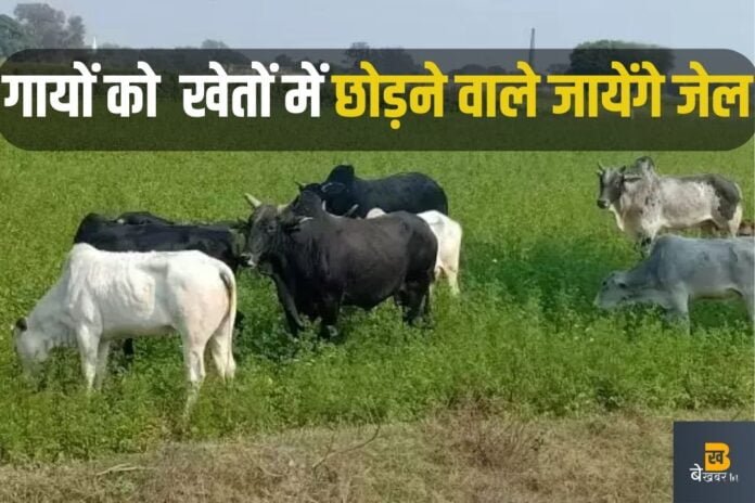 बेसहारा पशु: गायों को खेतों में छोड़ने वाले जायेंगे जेल, अब इस कानून के तहत होगी कार्रवाई