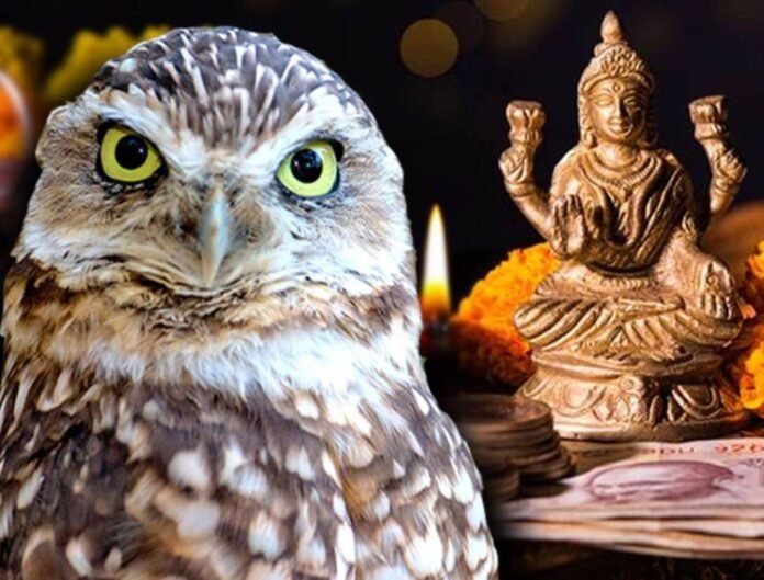 Owl sacrificed on Deepawali