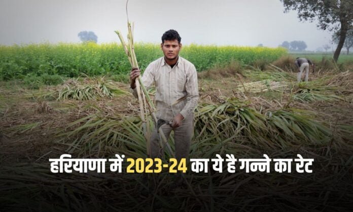 Haryana mein Ganna rate: हरियाणा में गन्ना किसानों के लिए खुशखबरी, जानिए नए रेट क्या है?