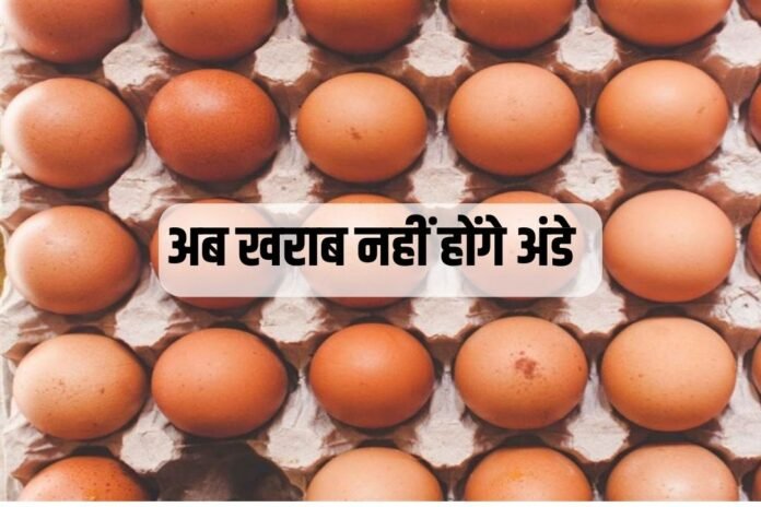 अंडों को खराब होने से बचाएगा कैरी एग शील्ड स्प्रे, पढ़ें डिटेल