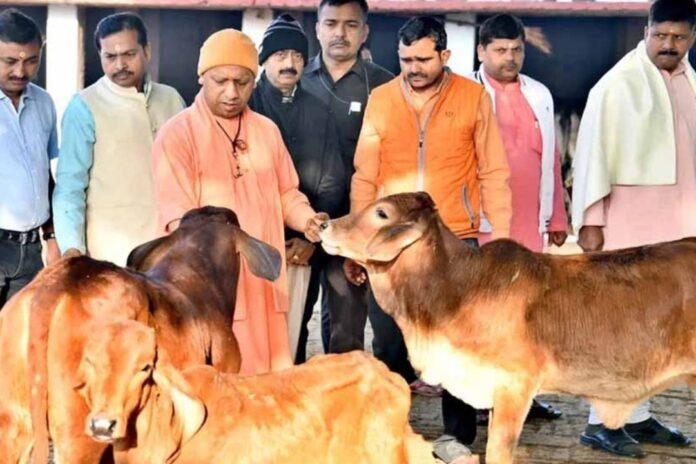 योगी के मंत्री के दावा: यूपी में इस डेट के बाद सड़कों पर नहीं दिखेंगे छुट्टा पशु...