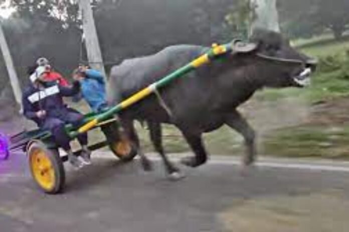 गढ़ मेले में भैंसा दौड़ को लेकर पुलिस अलर्ट, रिहर्सल करते दो युवकों को दबोचा