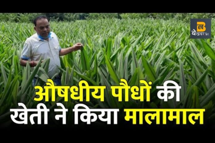 औषधीय पौधों की खेती से किसानों को होगा मोटा मुनाफा, यूपी के इस शहर में मिलेगी ट्रेनिंग...