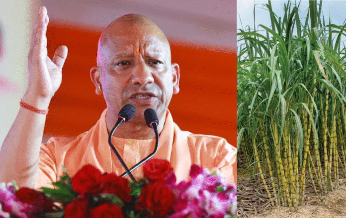 योगी सरकार ने की गन्ने के रेट में बंपर बढ़ोतरी, जानिए कितना बढ़ा...