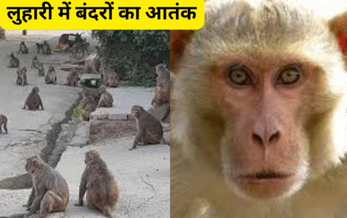 लुहारी गांव में बंदरों का आतंक, आठ घायल; पूरे गांव में दहशत...