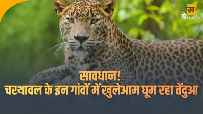 सावधान रहिए! चरथावल क्षेत्र के इन गांवों में खुलेआम घूम रहा तेंदुआ