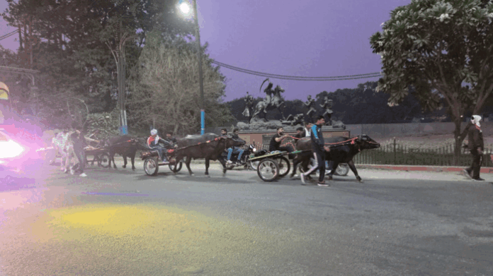 मुजफ्फरनगर: भैंसों को शराब पिलाकर अंधाधुंध दौड़ा दिया, बुग्गी रेस से आफत में आ गई राहगीरों की जान