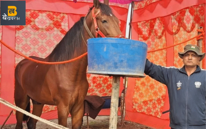 मारवाड़ी घोड़े ने बढ़ाई गढ़ गंगा मेले की रोनक: 28 माह, सिर्फ 5 फुट ऊँचाई और कीमत सुनकर रह जाएंगे दंग...